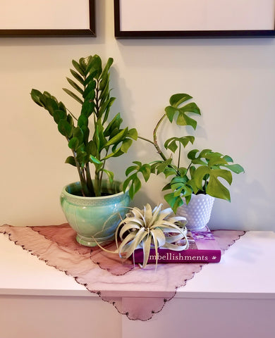 A display of a ZZ plant, Monstera and air plant atop a book on a credenza. 