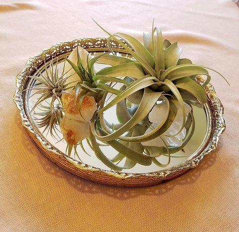 Three air plants in a metallic tray with citrine points for decoration.
