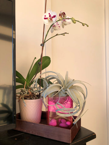 A flowering orchid next to a large air plant in a pink glass vase.
