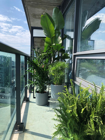 Katie's balcony after the makeover, looking lush and green thanks to a papyrus, bird of paradise, cat palm and boston fern