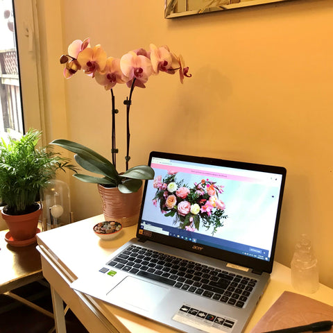 pink orchid and fern plants on desk with computer