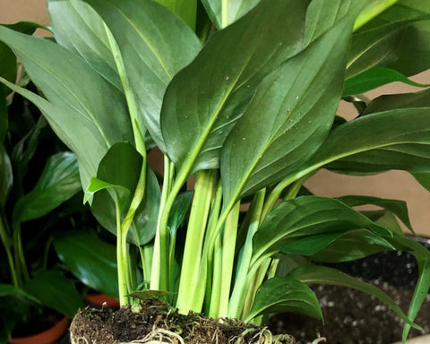 underside of plant with pests on it