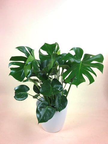 large monstera plant in white pot