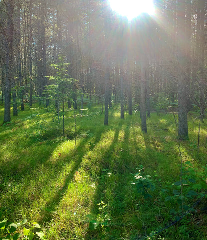 grassy clearing in forest bathed in sunlight