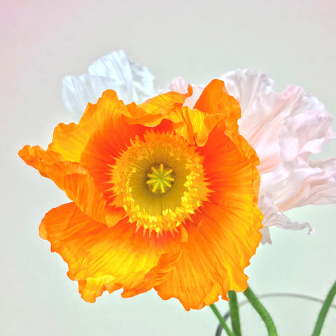 Close up of a bright orange poppy