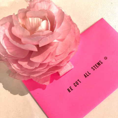 "Recut all stems" printed on envelope next to a light pink ranunculus