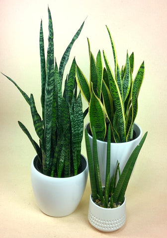 three kinds of snake plants in white pots