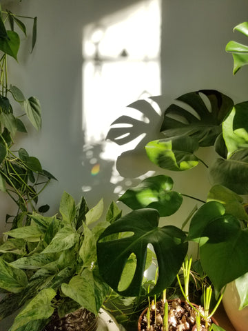 monstera and other air purifying plants in the sunlight