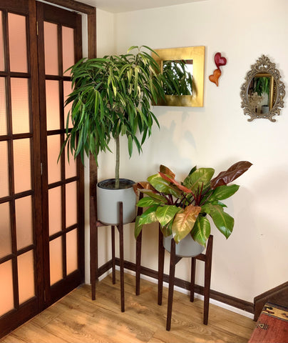 plant stand with ficus alii and philodendron congo rojo