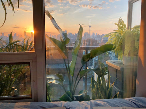 plants on a balcony with the sunset