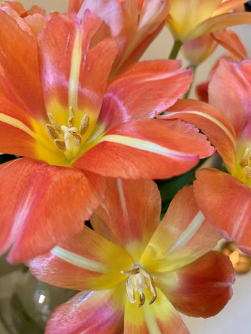 Close up of flexed orange/peach tulips