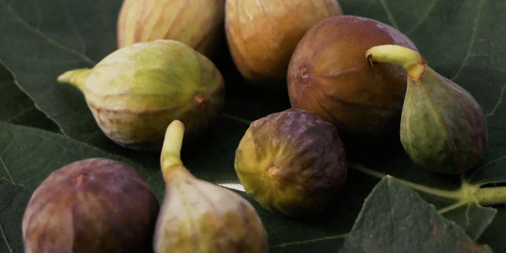 Figs