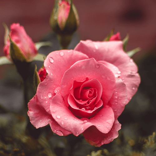 Love & Cherish Roses