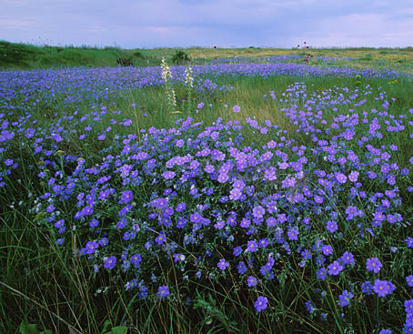 how to make linen from flax