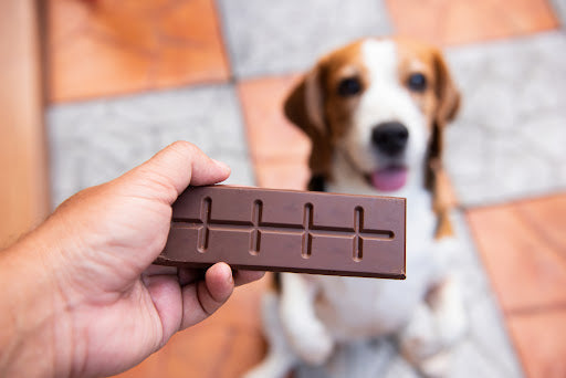 what happens if your dog eats chocolate