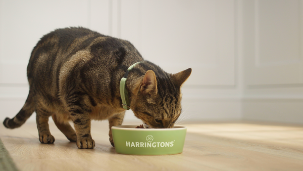 Harringtons Wet Cat Food