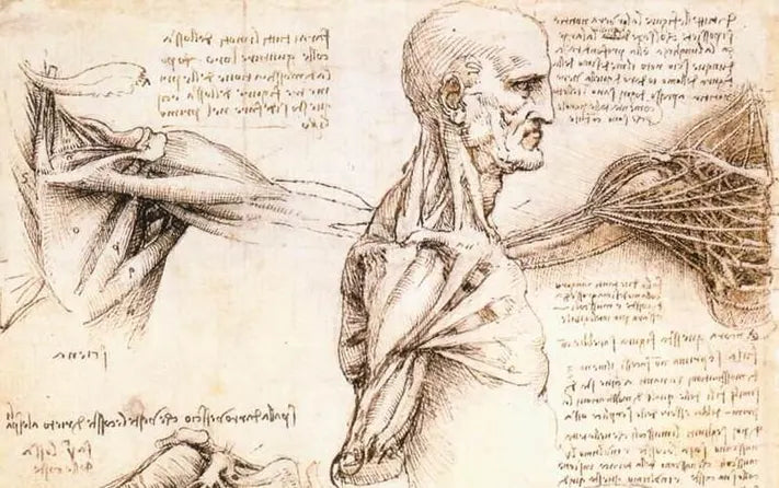 Anatomische Studien von Leonardo da Vinci