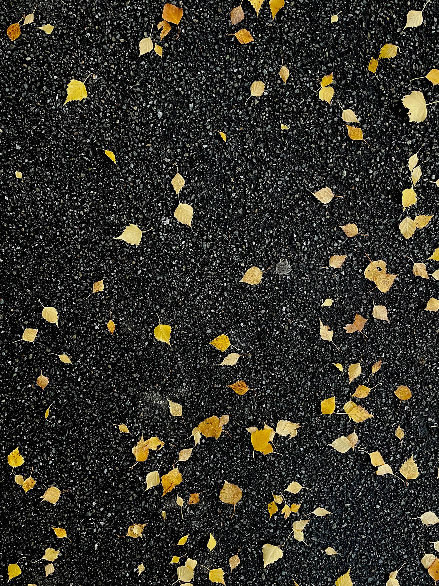 Golden leaves on a black footpath