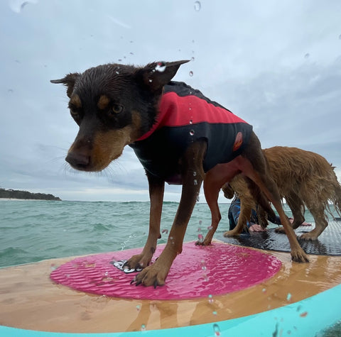 Custom Dog Wetsuits by Surfdog Australia.  Just give us your dogs measurements and we will make your dog wetsuit for you.