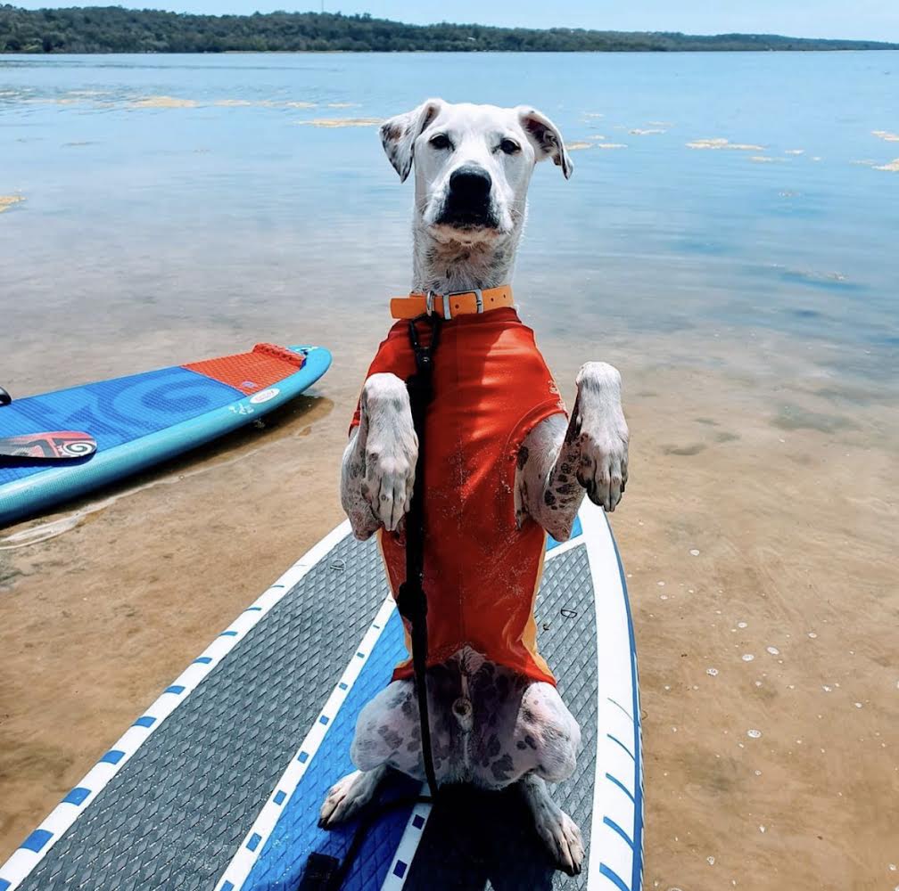 Dog Rashies by Surfdog Australia - UV protection shirts for dogs