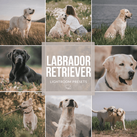 best lightroom presets for pet dog cat photography