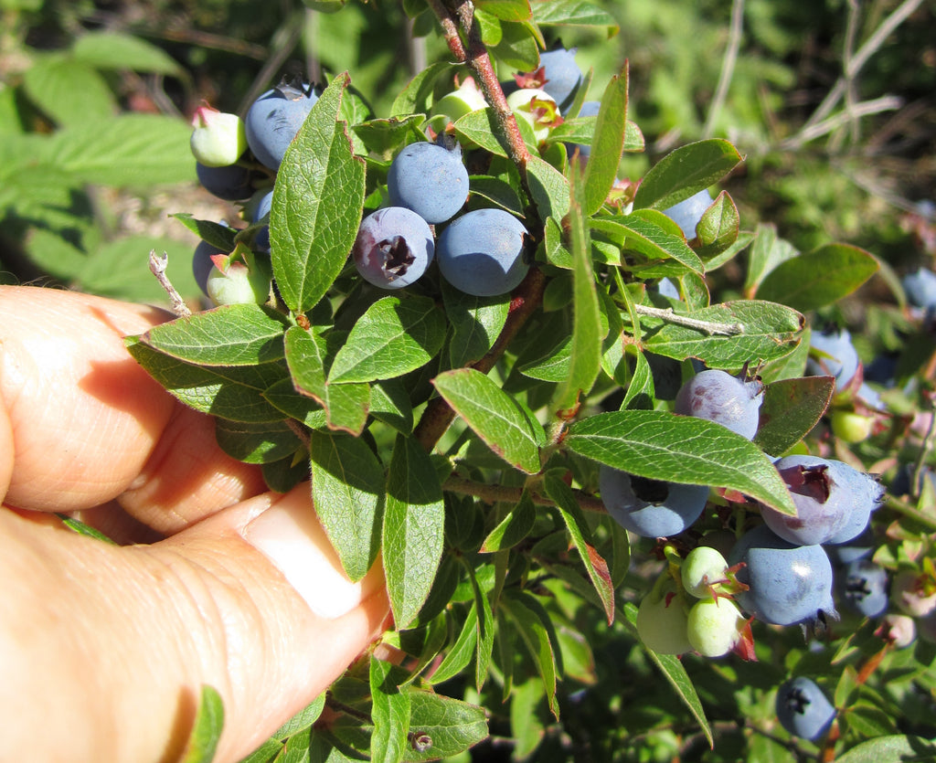 Bluberries on the bush