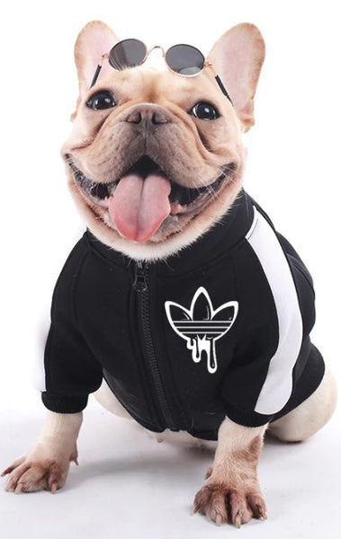 Roupa para Cachorro | Jaqueta para Cães