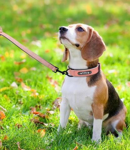 Coleira de Cachorro com Nome | Alta Qualidade em Couro + Gravação