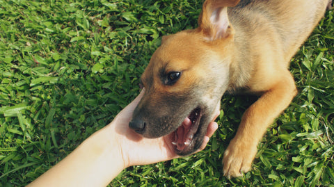 Brincando com cão