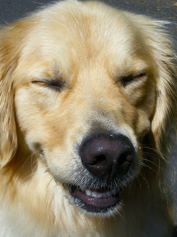 Cão Feliz