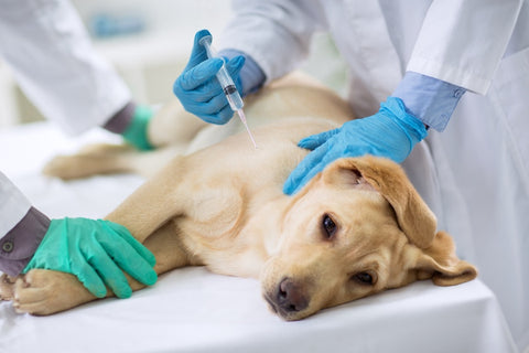 Vacina no cachorro