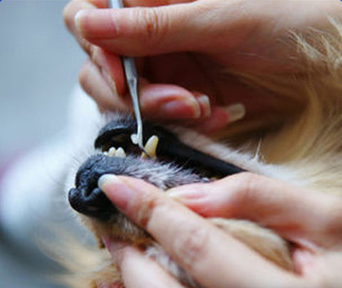 Escova de Dentes para Pets | Aço Inoxidável Cabeça Dupla