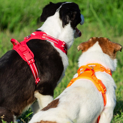 Peitoral e Colete para Cachorro | Peitoral de Cães Extra Confortavel 