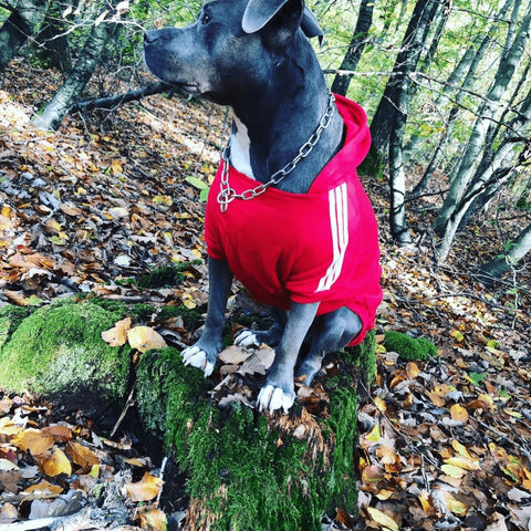 Roupa para Cachorro, Roupa Pequeno ao Extra Grande