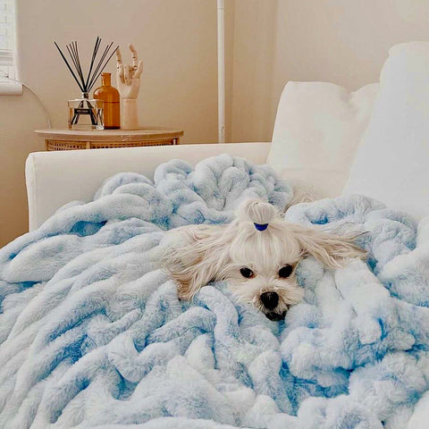 Small white dog snuggled up in light blue fluffy Minky Couture blanket.