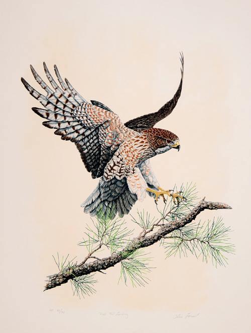 red tailed hawk landing drawing