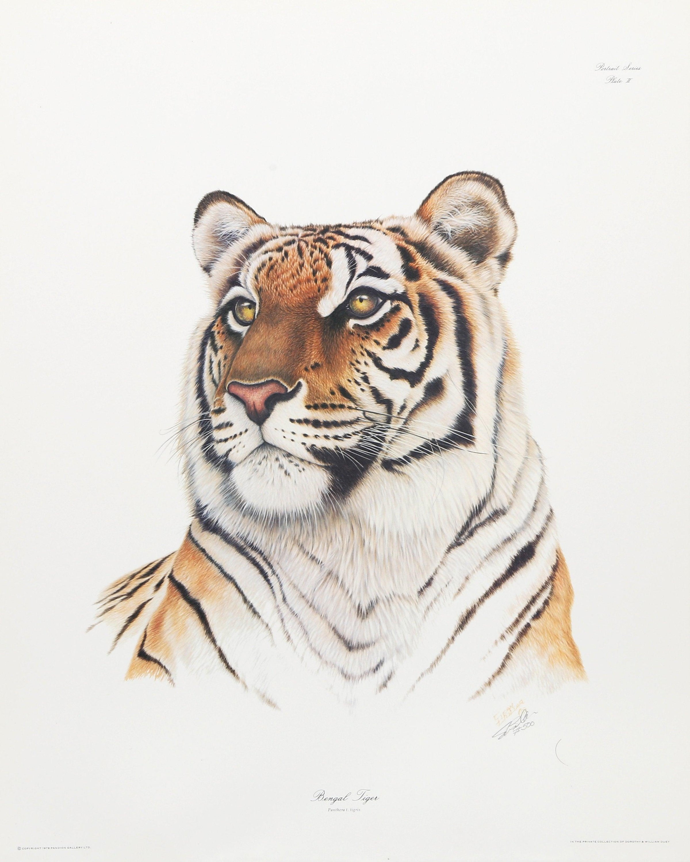 How To Draw A Bengal Tiger, Draw Tigers, Step by Step, Drawing Guide, by  MichaelY - DragoArt, bengal tiger - hpnonline.org