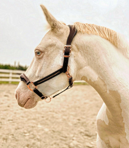 havana brown leather halter with rose gold 