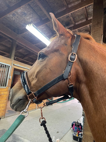 cleaned conditioned leather halter rebel equestrian