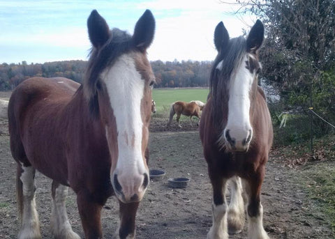 nylon horse halter rub mark 