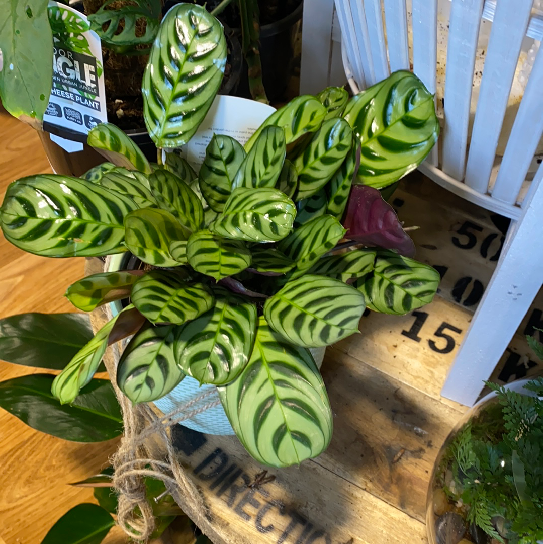 Calathea (Ctenanthe) Burle Marx - Indoor plants - That Plant Shop