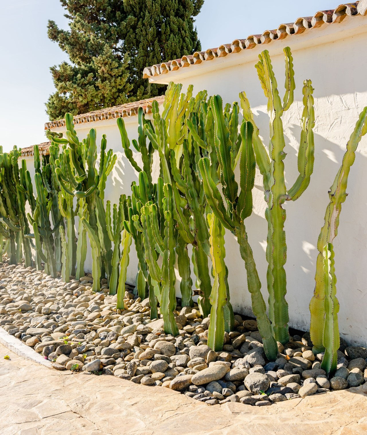 Green cactus on stones along a white House