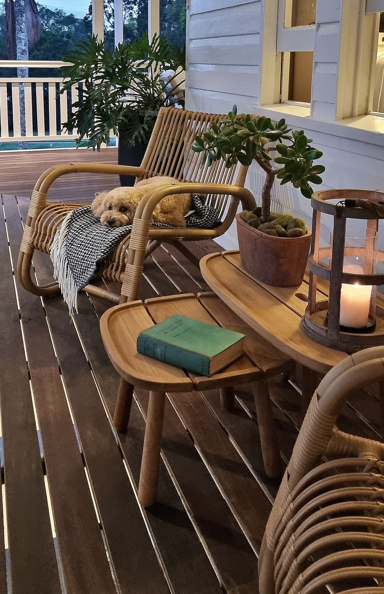 Natural lounge chair with cute dog on a black/white plaid, verandah setup with two teak coffee tables