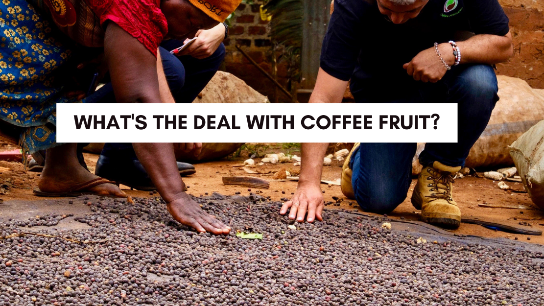 what's the deal with coffee fruit?