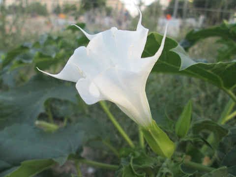 Dhatura flower