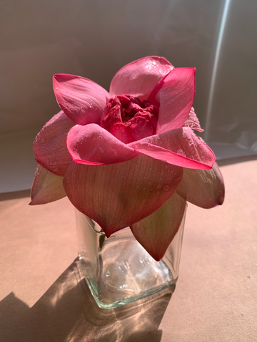 Lotus in a vase