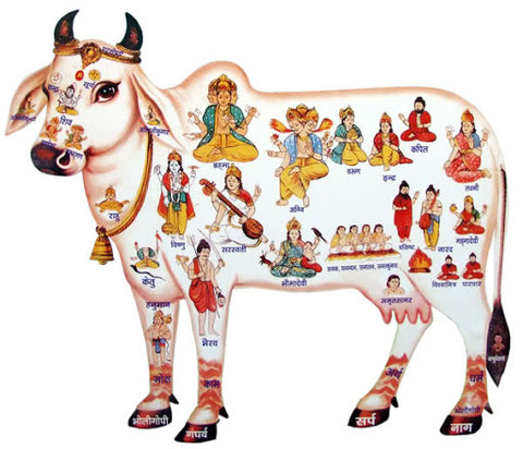 Kamdhenu cow 