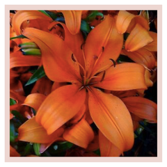 Rose Bazaar, Lilies, liliums, home decor, home delivery, beautiful, bunches, gifting, subscription, 