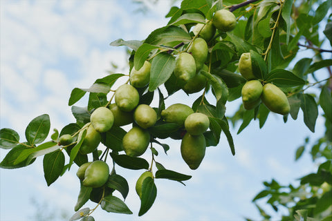 jojoba on the tree