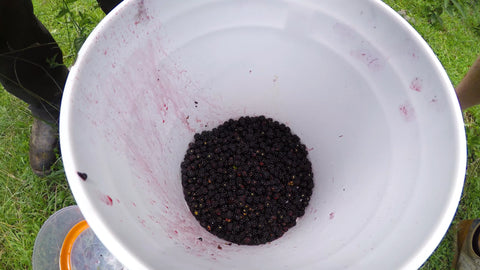 2.5 pounds of blackberries